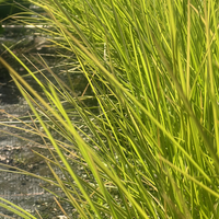 Sesleria autumnalis